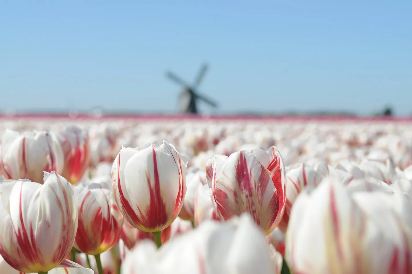 Tulips in the Netherlands - Private Tours in Amsterdam, The